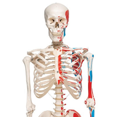 Model Skeleton With Painted Muscle Origins And Insertions