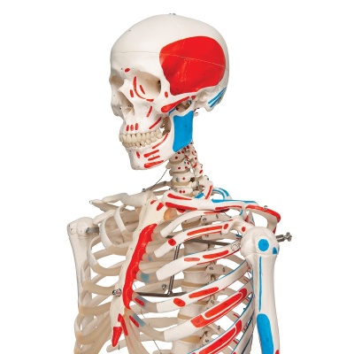 Model Skeleton With Painted Muscle Origins And Insertions