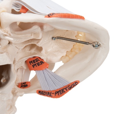TMJ Skull Anatomy Model with Mastication Muscles