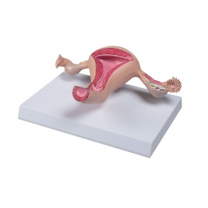 Model Uterus