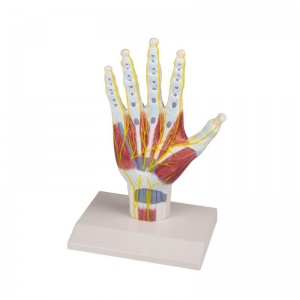 Hand Anatomy Model