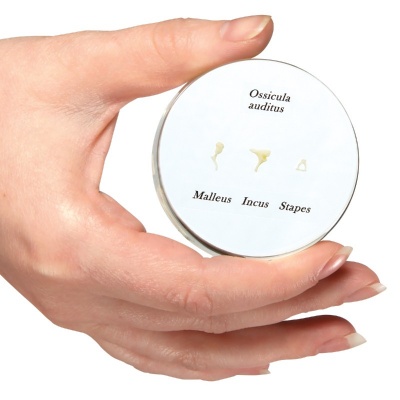 Life Size Auditory Ossicles Model