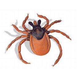 Castor-Bean Tick Ixodes Ricinus