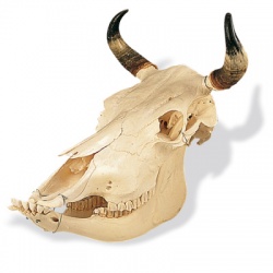 Cow Skull Bos Taurus