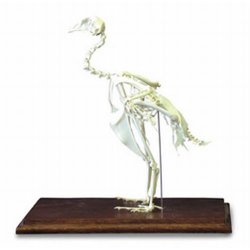 Pheasant Skeleton Phasianus Colchicus