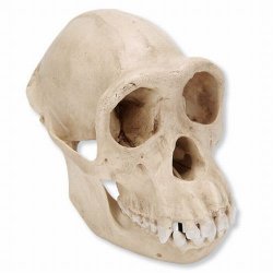 Chimpanzee Skull Pan Troglodytes Female