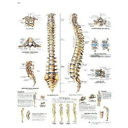 Spinal Column Chart