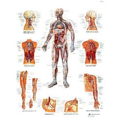 The Vascular System Chart