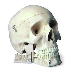 Skull Model With Teeth For Extraction 4 Part