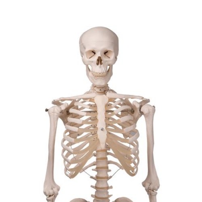 Anatomical Model Skeleton Stan A10