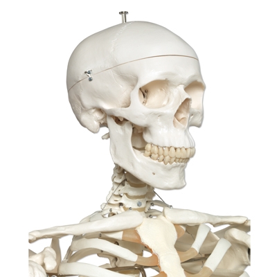 Anatomical Model Skeleton Stan A10