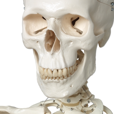 Anatomical Model Skeleton Stan A10