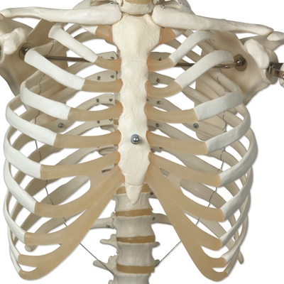 Anatomical Model Skeleton Stan A10