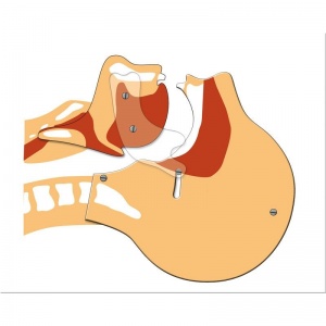 Airway Simulation Board 