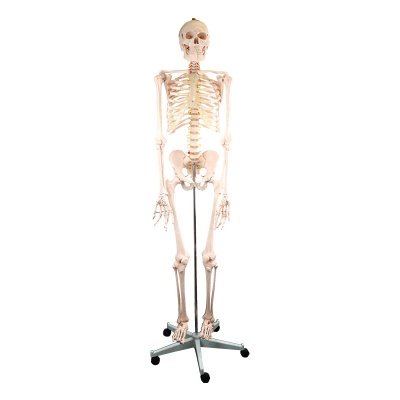 Anatomical Model Life-Size Skeleton