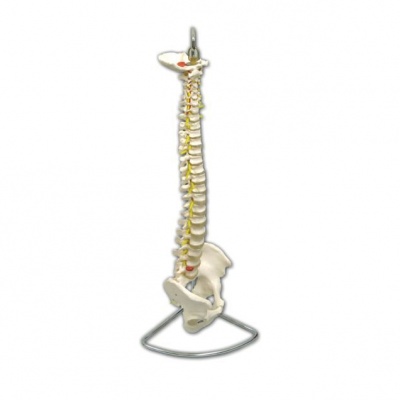 Anatomical Model Life Size Spine with Pelvis :: Sports Supports ...