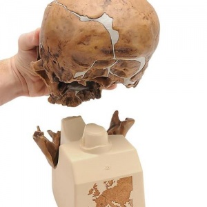 Anthropological Skull Model (La Chapelle-Aux-Saints)