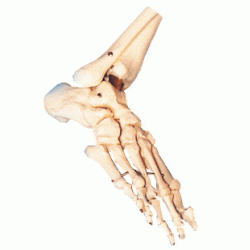 Bones of Foot