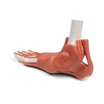 Erler Zimmer Muscles and Tendons of the Foot Model