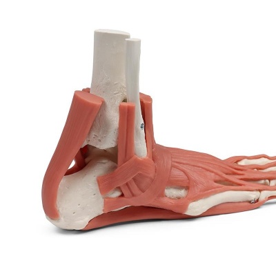 Erler Zimmer Muscles and Tendons of the Foot Model