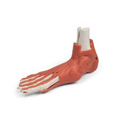 Erler Zimmer Muscles and Tendons of the Foot Model