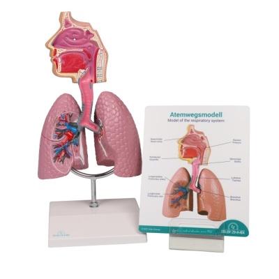 Human Respiratory System Model