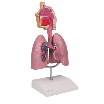 Human Respiratory System Model