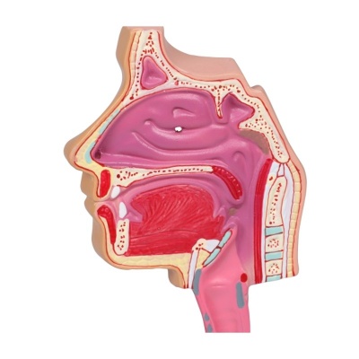 Human Respiratory System Model