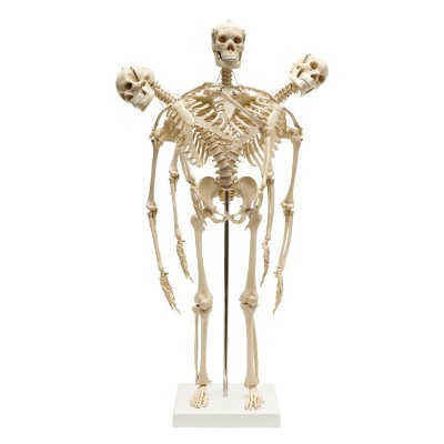 Rudiger Mini Anatomical Skeleton Model with Flexible Spine