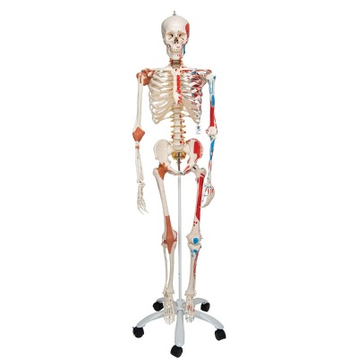 Flexible Model Skeleton Sam | Health and Care