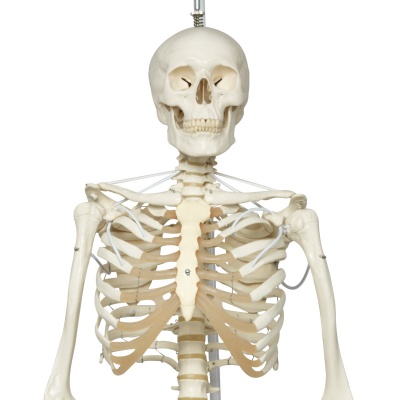 Functional Human Skeleton Model Frank Flexible Realistic Movement Posable