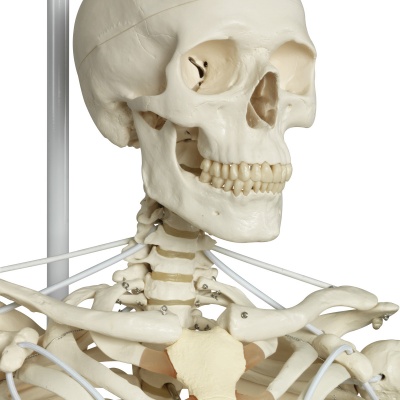 Functional Human Skeleton Model Frank Flexible Realistic Movement Posable