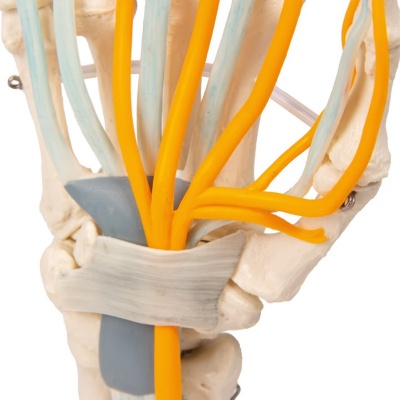 Erler Zimmer Hand Anatomical Model with Tendons, Nerves and Carpal Tunnel