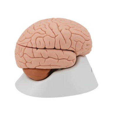 Human Brain Classic Anatomical Model (Four Parts)