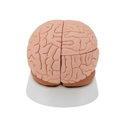 Human Brain Classic Anatomical Model (Four Parts)