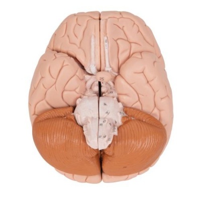 Human Brain Classic Anatomical Model (Four Parts)