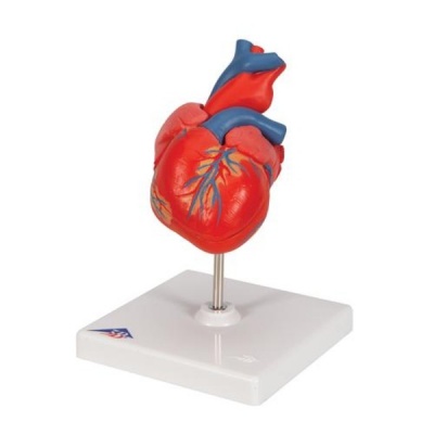 Human Heart Classic Anatomical Model (Two-Part)