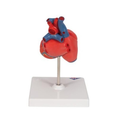 Human Heart Classic Anatomical Model (Two-Part)