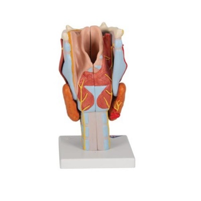 Human Larynx Seven-Part Anatomical Model (2x Full-Size)