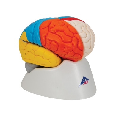 Human Neuro-Anatomical Brain Model (Eight-Part)