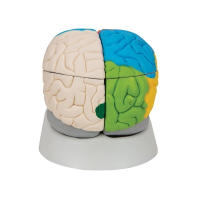 Human Neuro-Anatomical Brain Model (Eight-Part)