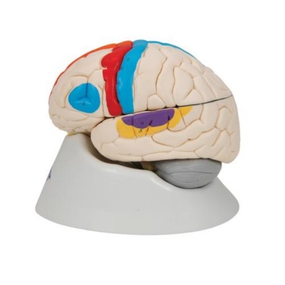 Human Neuro-Anatomical Brain Model (Eight-Part)