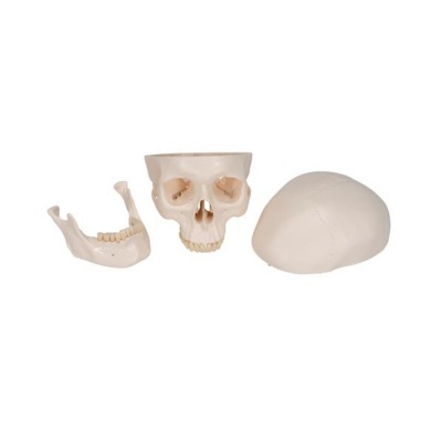 Human Skull Classic Anatomical Model (Three-part)