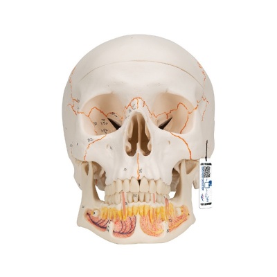 Human Skull with Opened Lower Jaw Classic Anatomical Model (Three-Part)