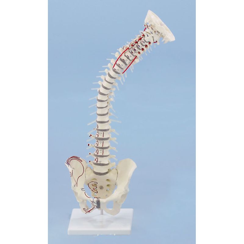 Vertebral Column with Muscle Markings | Health and Care