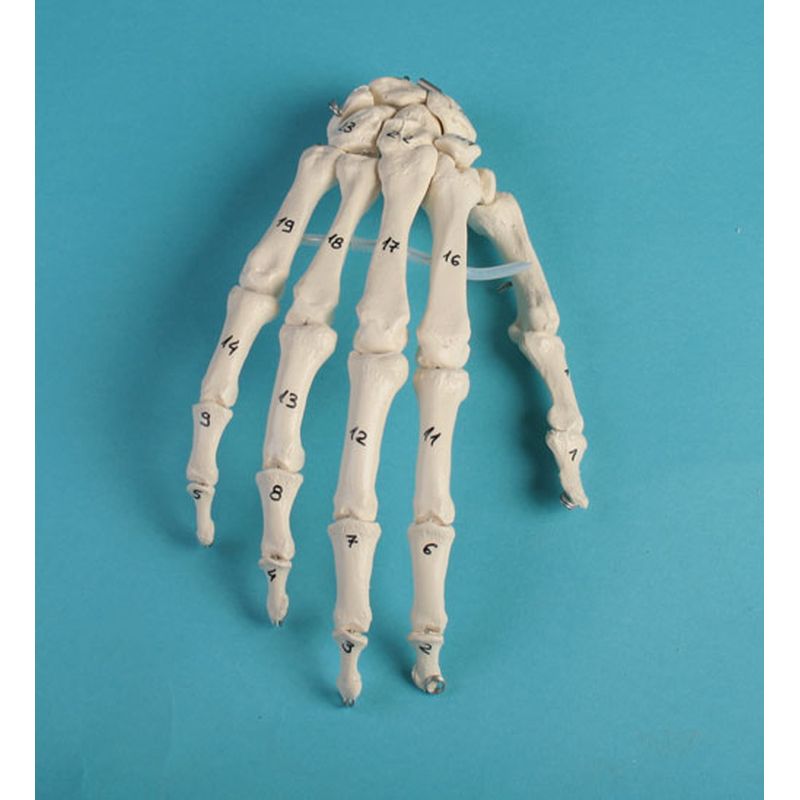 Numbered Hand Skeleton Model | Health and Care