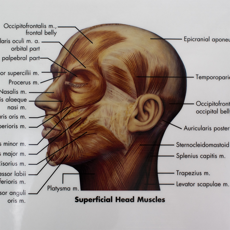 The Human Musculature Chart Front Deluxe | Health and Care