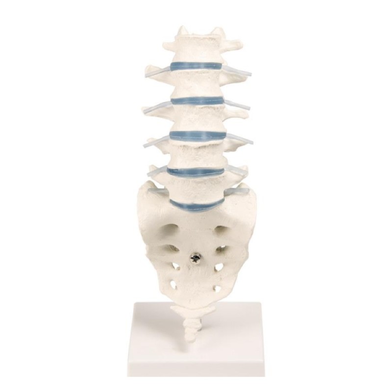 Lumbar Vertebral Column