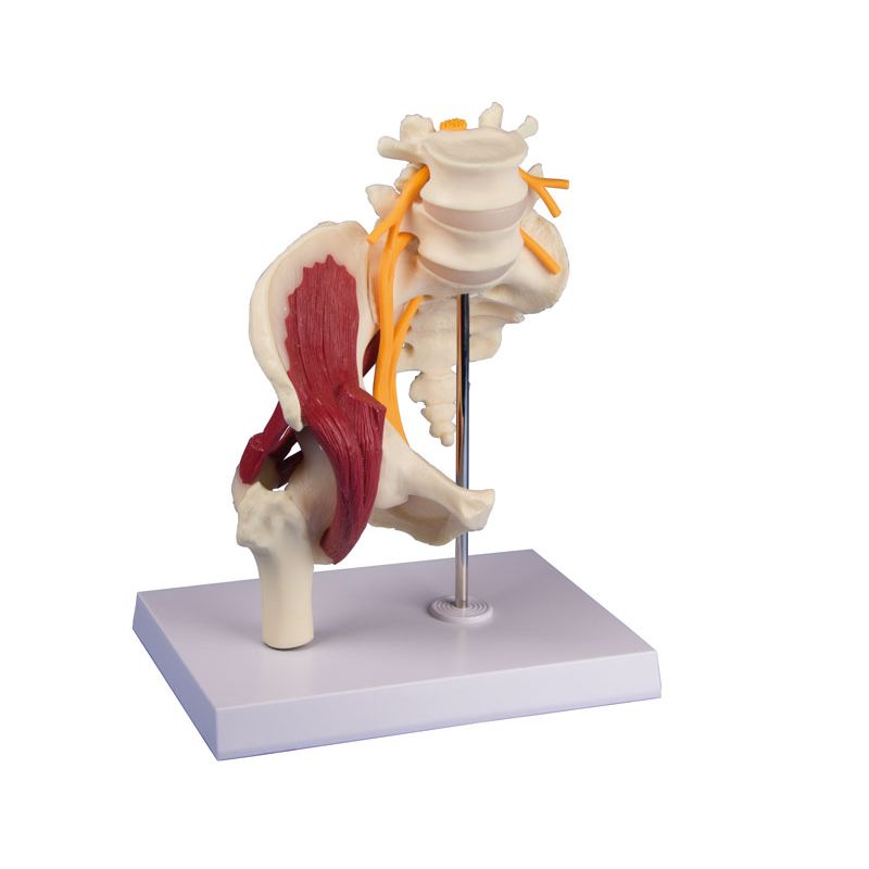 Muscled Hip Model with Sciatic Nerve :: Sports Supports | Mobility ...