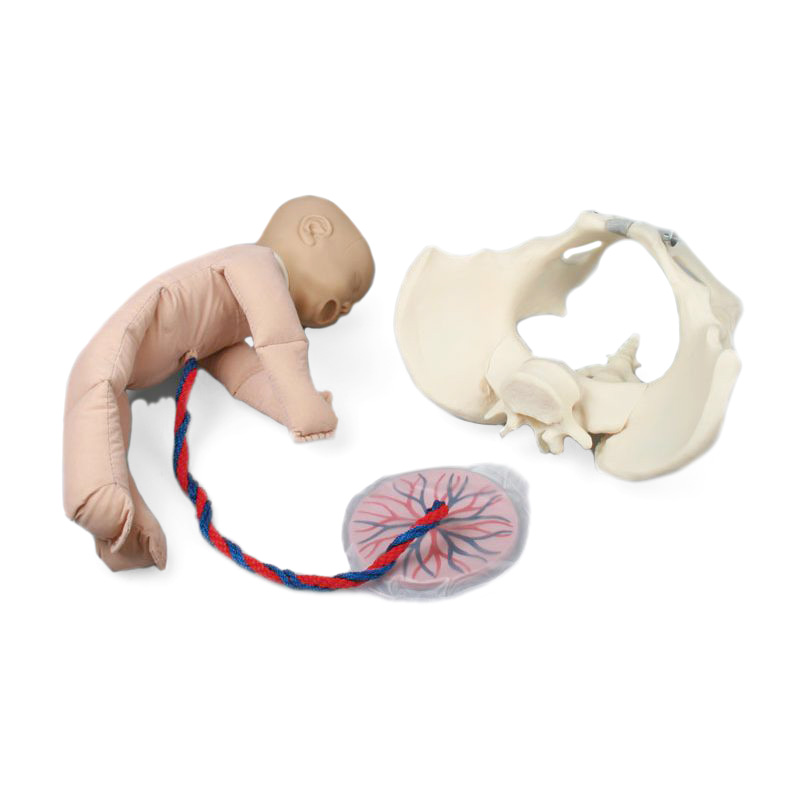 Foetus Doll with Placenta and Pelvis | Health and Care